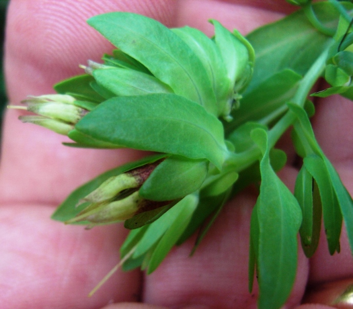 Cerinthe